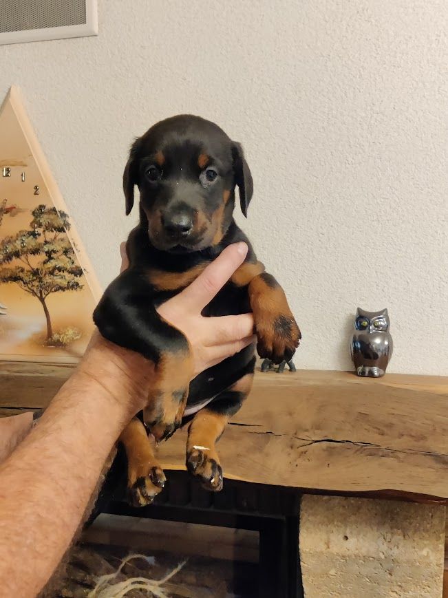 du Manoir des anges - Chiot disponible  - Dobermann