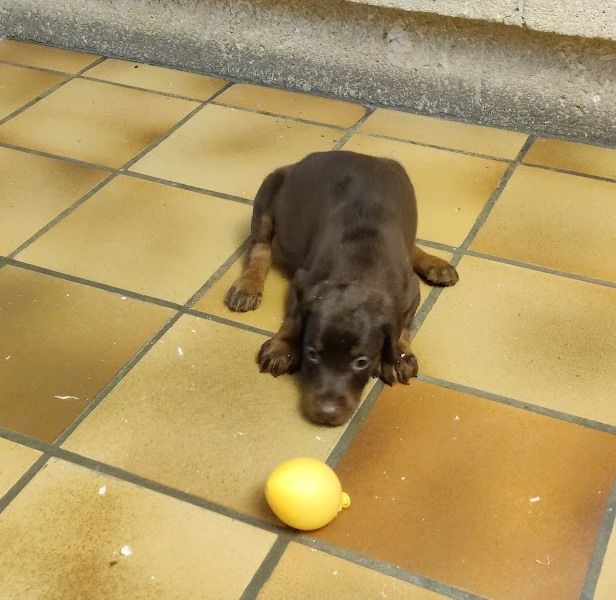 du Manoir des anges - Chiot disponible  - Dobermann