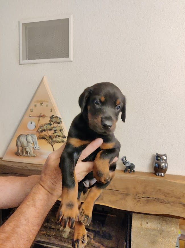 du Manoir des anges - Chiot disponible  - Dobermann