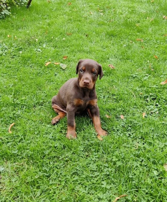 du Manoir des anges - Chiot disponible  - Dobermann