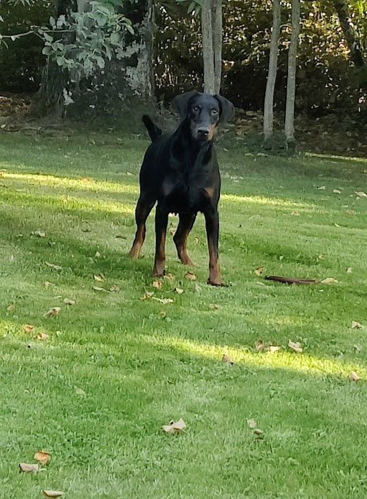 Sybelle du Manoir des anges